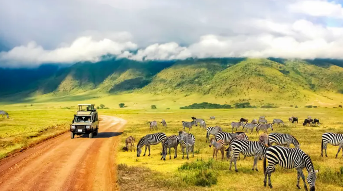 zebras